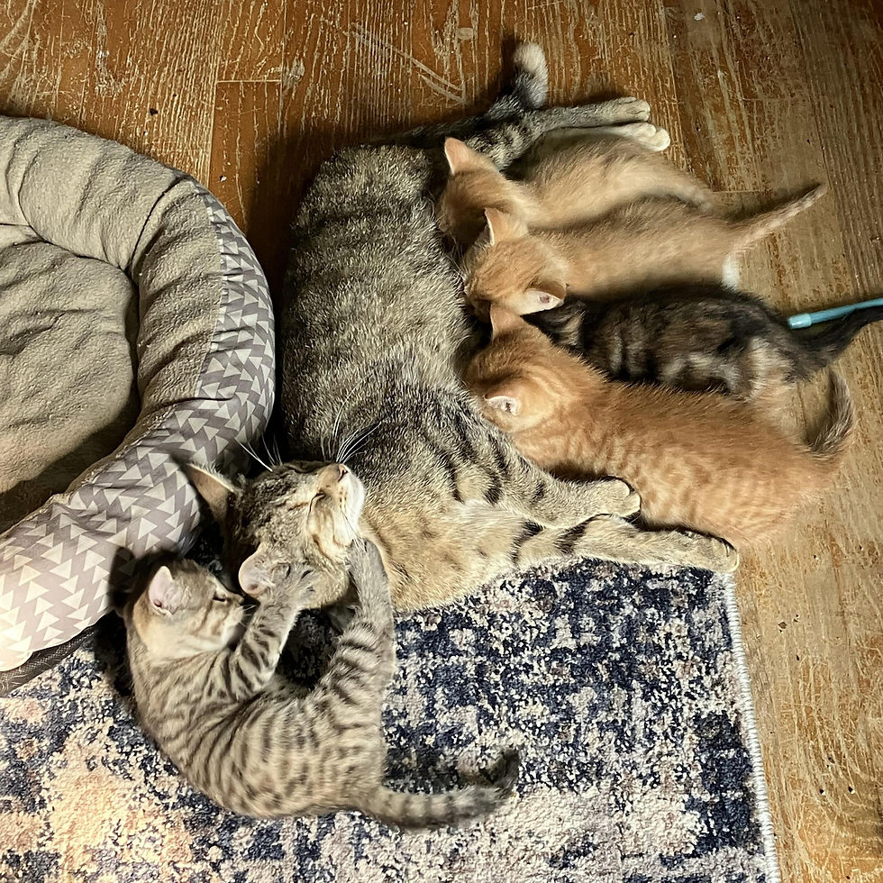 Lily & Kittens