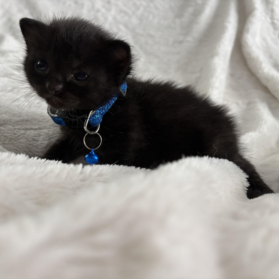 Phoebe 2