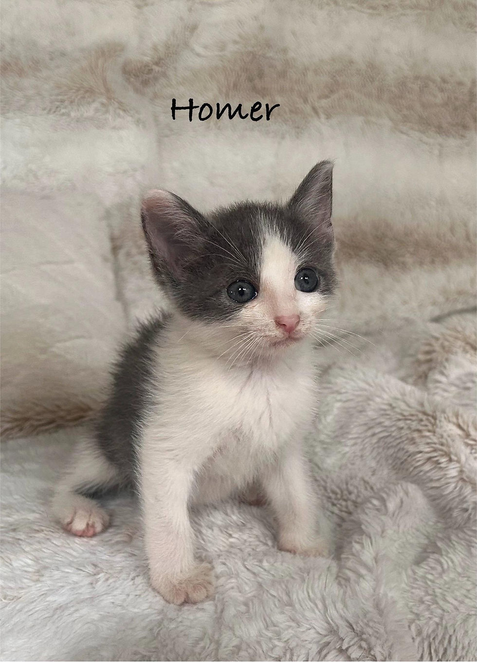 Homer 1