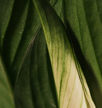 Palm Leaf