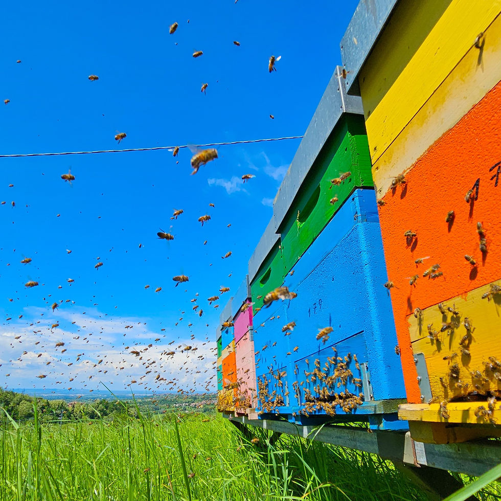 Alveari di api con sfondo panoramico all'orizzonte, cielo azzurro e tante api in volo