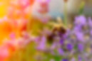 Sfondo ape su fiore.jpg