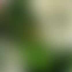 Ape su fiore di biancospino