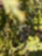 cedarflowers2.jpg