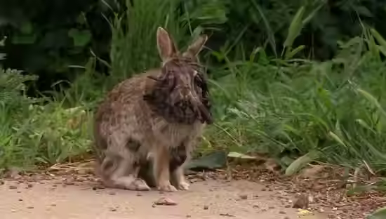 Alertan en EEUU por la aparición de conejos con tentáculos en la cabeza