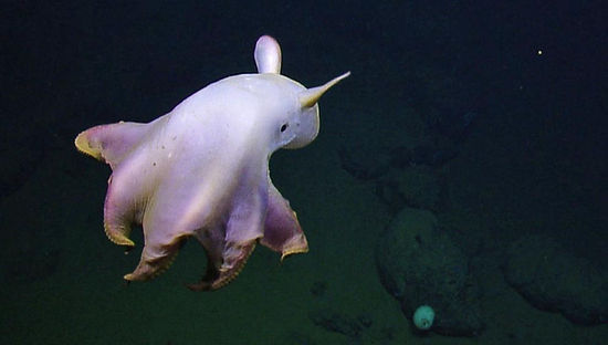 Terminó la misión del CONICET en el mar argentino: "Gracias por el apoyo"