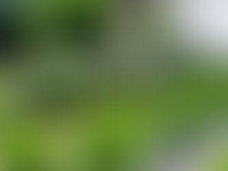 Ogród z hortensjami i trawami