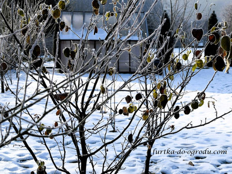 Drzewko z pojedynczymi zeschniętymi liśćmi pokryte szronem na tle szklarni w ogrodzie.