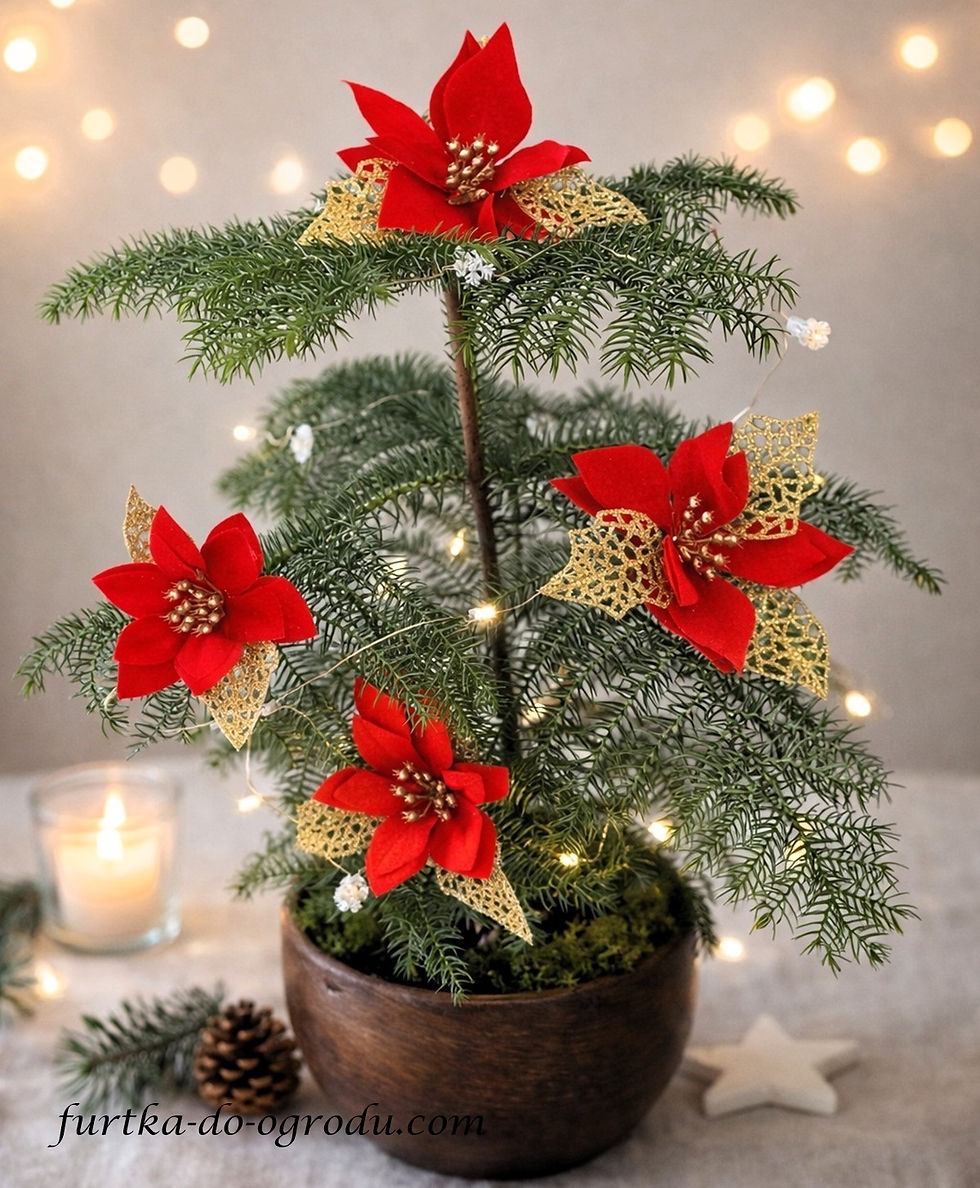 Araukaria jako świąteczna dekoracja wnętrza z czerwonymi kwiatami gwiazdy betlejemskiej oraz małymi lampkami.
