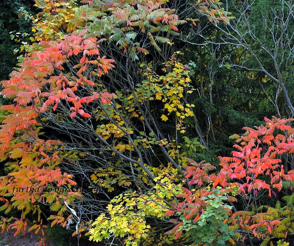 Jesienne kolory roślin w ogrodzie.