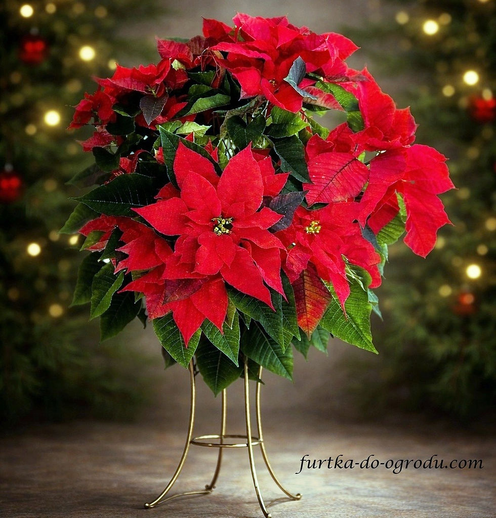 Czerwona gwiazda betlejemska na złotym stojaku w tle świąteczny klimat.