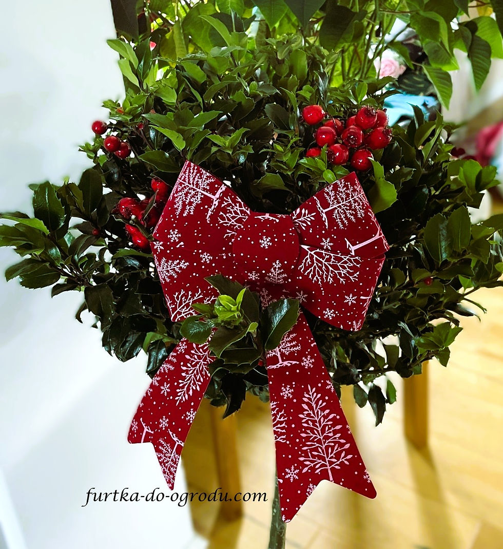 Ostrokrzew w świątecznych dekoracjach z czerwono-białą kokardą.