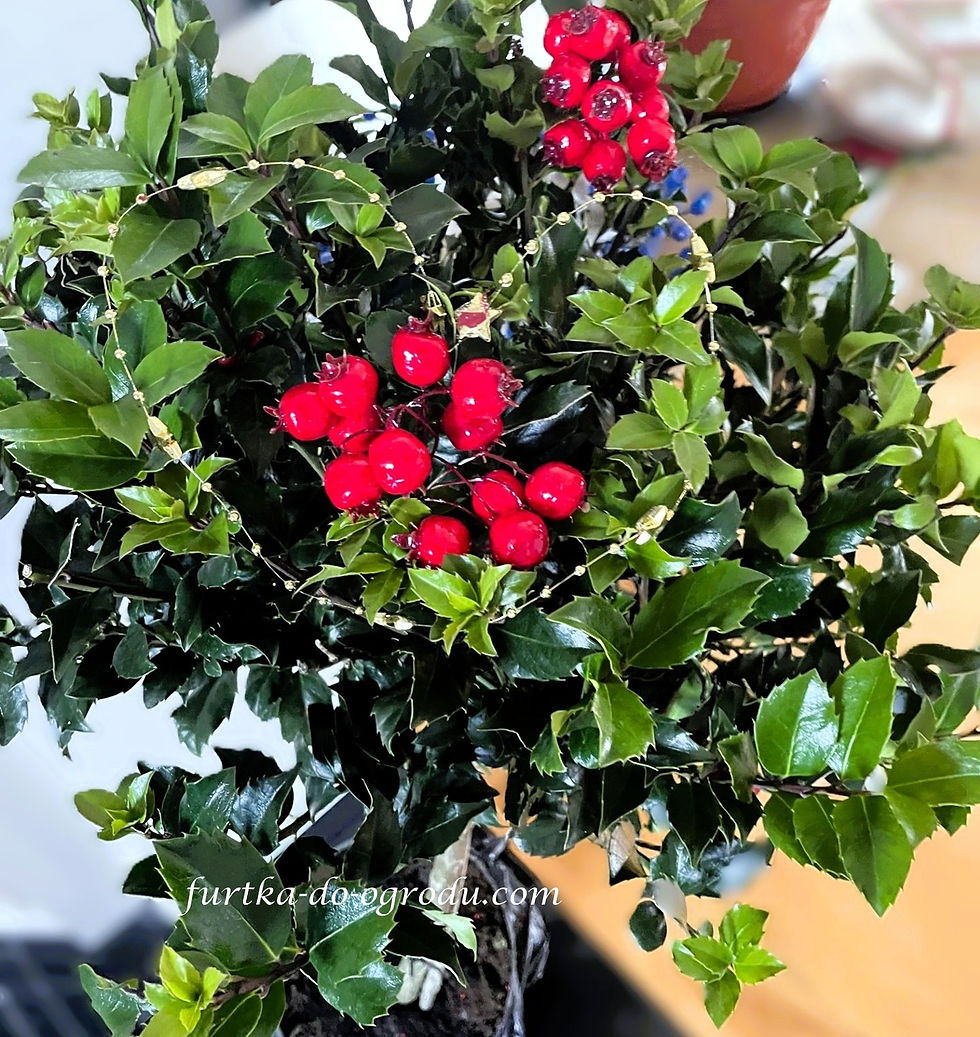 Ostrokrzew w świątecznych dekoracjach z czerwonymi jagodami i złotym sznurkiem w kształcie serca.