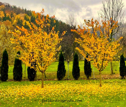 Drzewa w jesiennej scenerii.