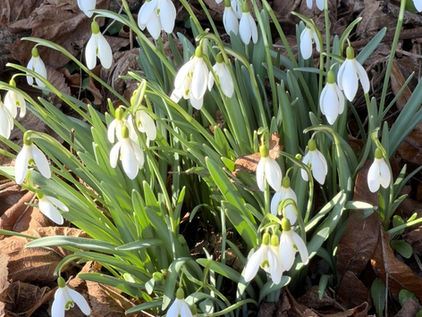Przebiśniegi w ogrodzie wśród suchych liści - pierwsze wiosenne kwiaty