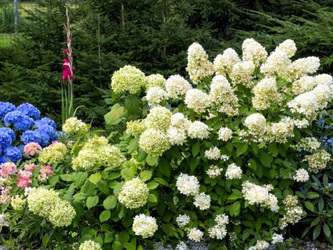 Hortensje po wiosennym cięciu, obficie kwitnące, w tle zielone choinki.