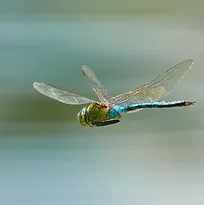 dragonfly.webp