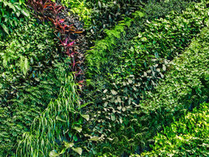 Think Green, Healthier spaces and lifestyle: What makes a healthy space, to improve quality of life.