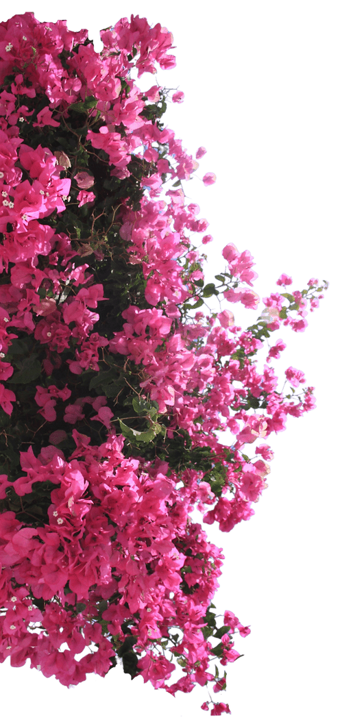 AI bouganvillea-min_edited.png