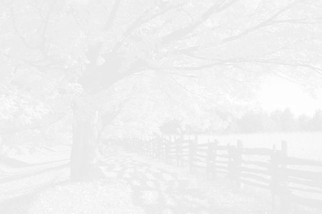 FallTreesFull18K.jpg