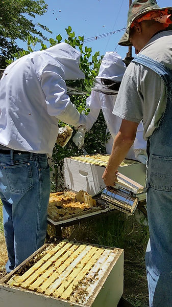 bee hive, smoking hive, bee keepers