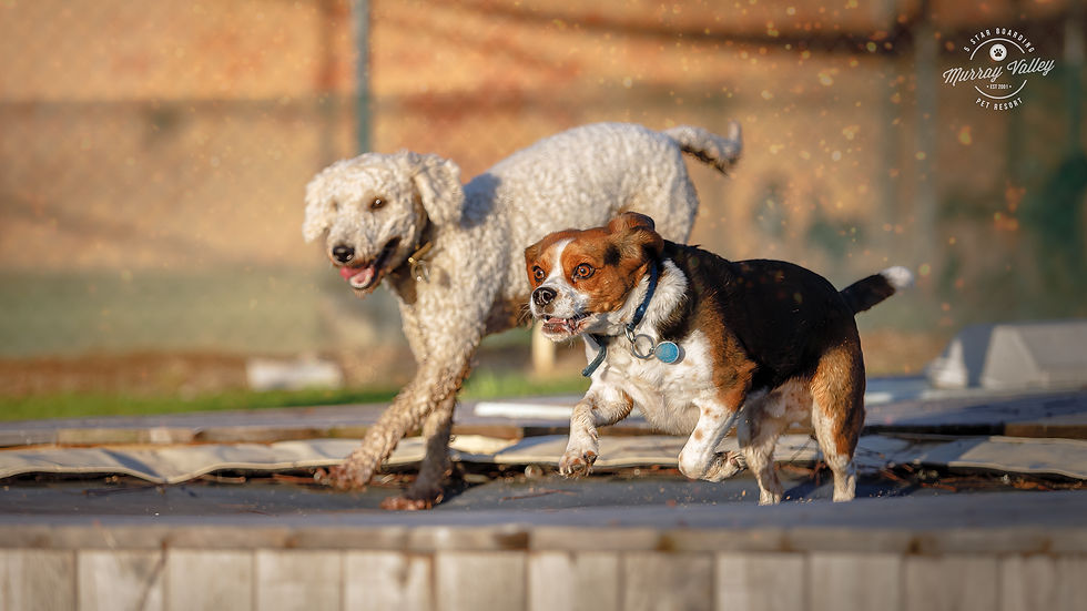 Leo & Levi in funpark