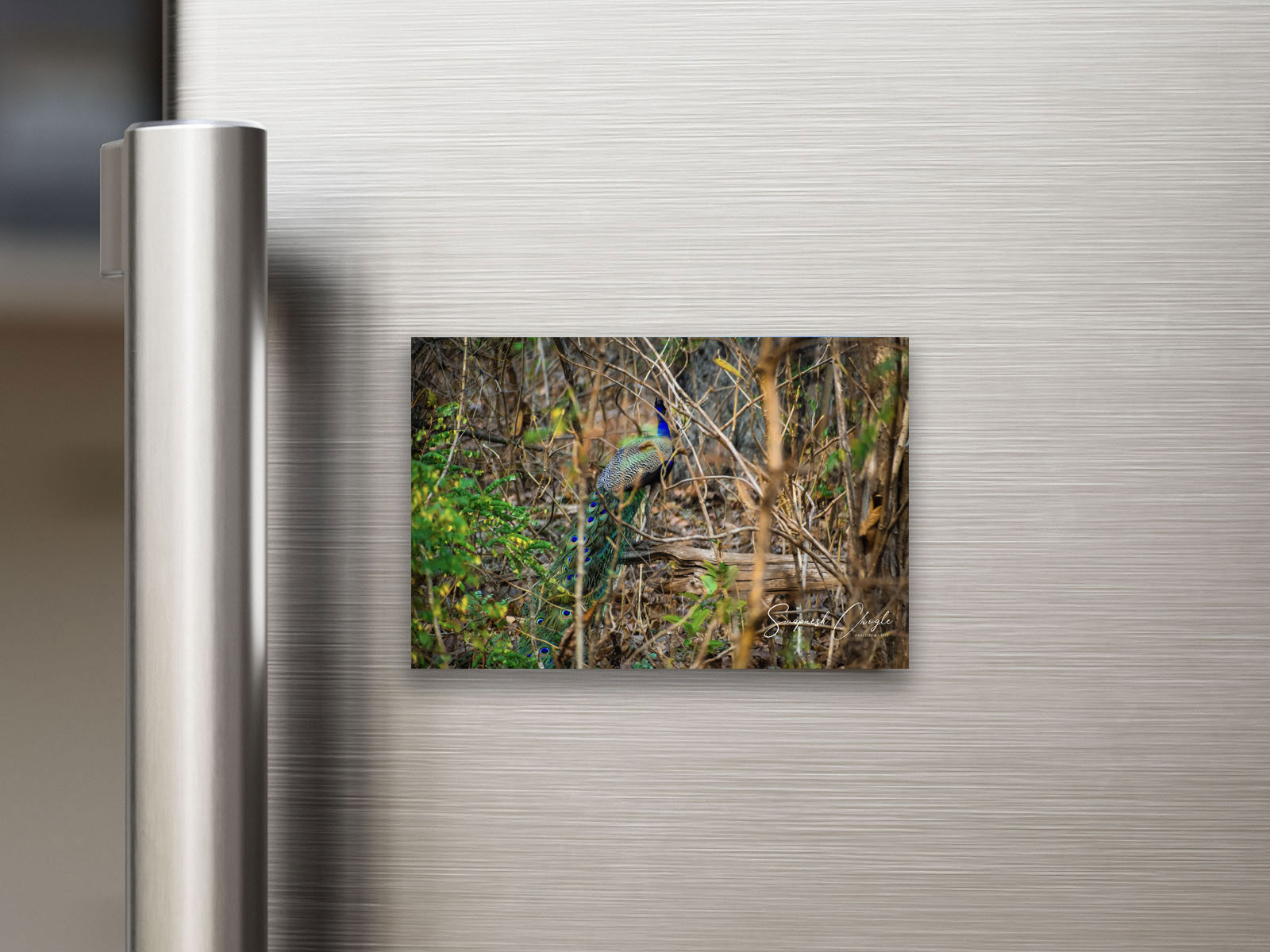 Peacock Fridge Magnet
