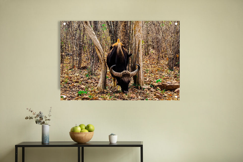 Wall Photo Frame - Indian Gaur
