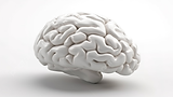 pngtree-white-brain-3d-render-on-a-blank-white-canvas-picture-image_4044145.jpg