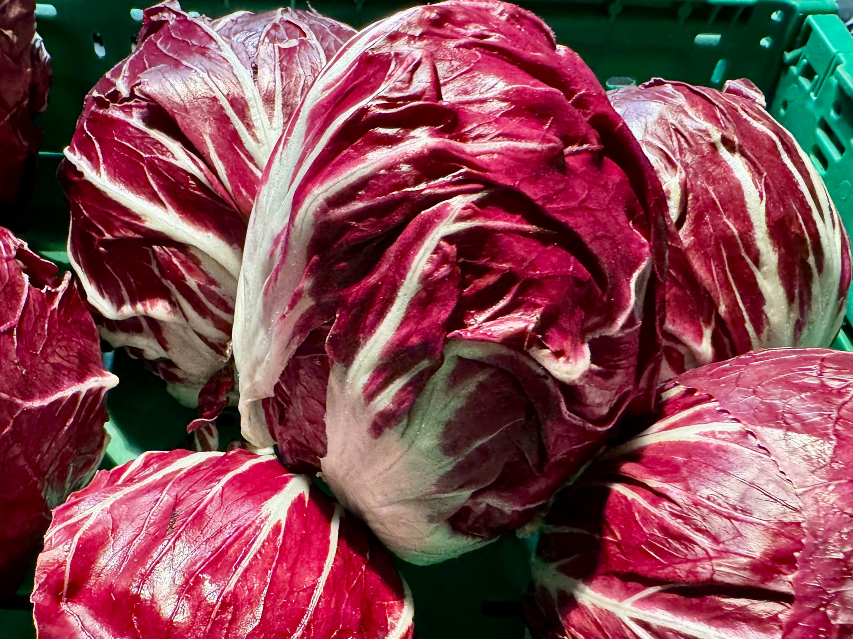 Radicchio Bioland 250g