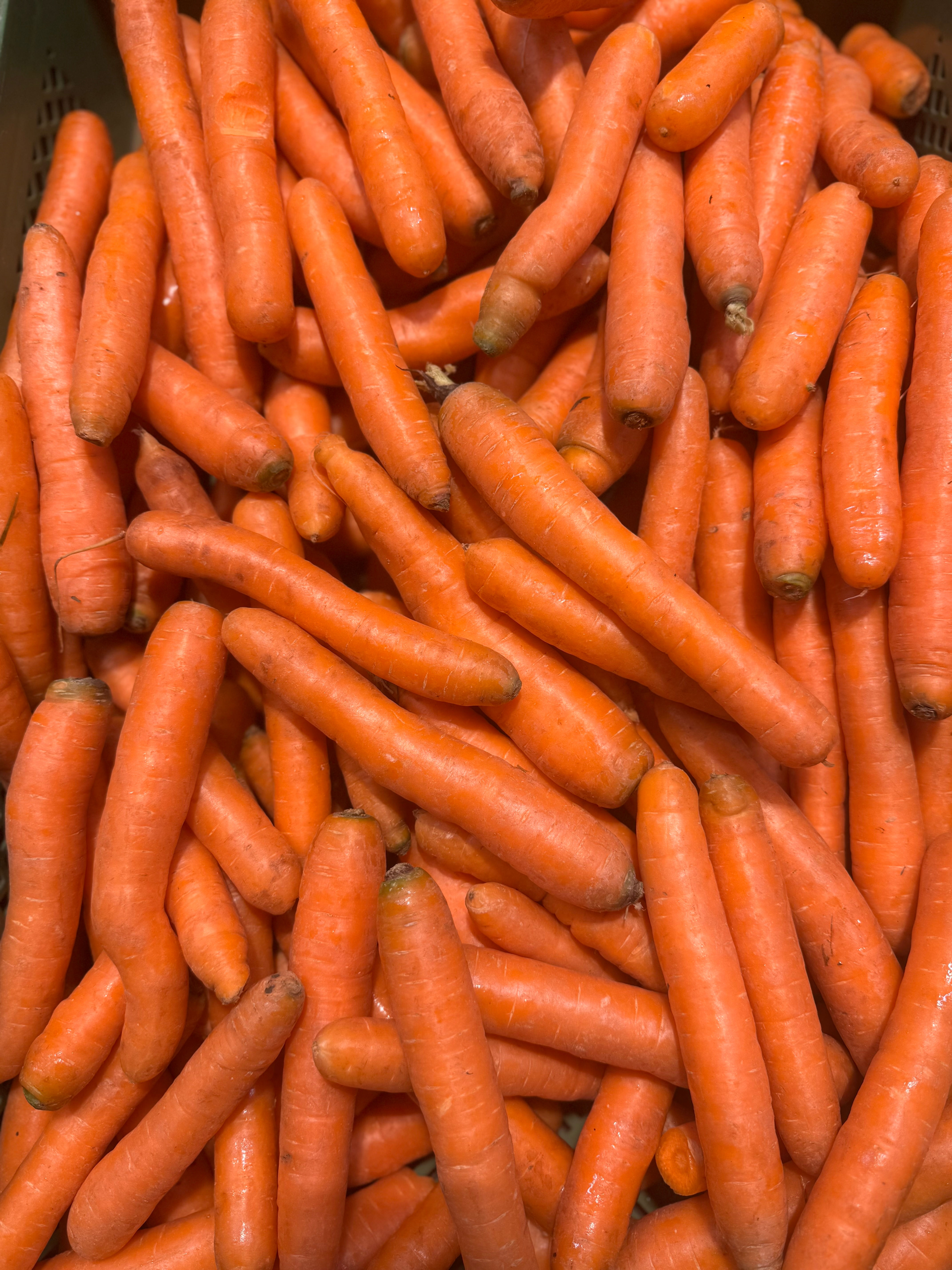 Möhren Bioland (Sorte: Bolero)