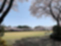 Misato Park Cherry Blossoms Sakura 360 degrees.jpeg