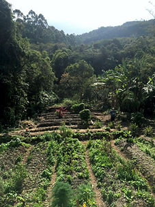 Projeto_Agrofloresta_00.JPG