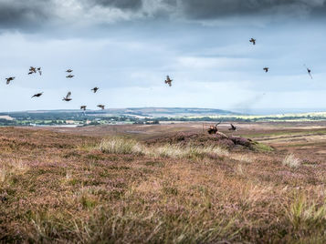 Summer Grouse Report 2026