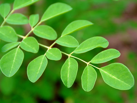 Moringa: The Multivitamin