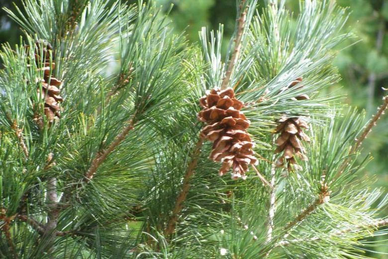 Eastern White Pine (Pinus strobus): A Powerful Respiratory, Detoxification & Emotional Healing Ally
