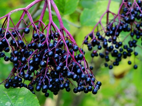 A Look Into Elderberry