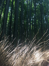 Inspiration for Sevenoaks Lighting Design