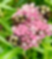 Asclepias incarnata (Swamp Milkweed)