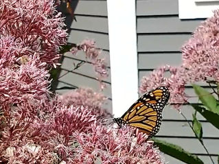 Gardening for Monarchs