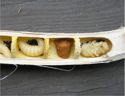 New Insights on Cutbacks and "Save the Stems" for Overwintering Insects