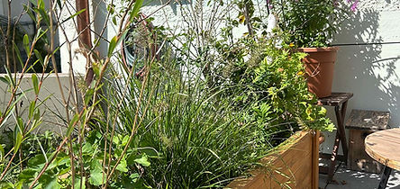 Wildstauden in Trögen