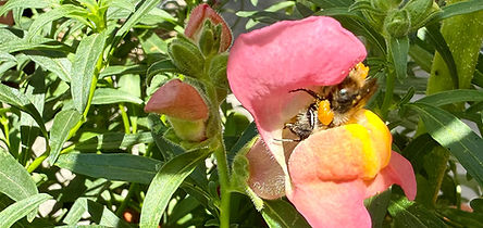 Hummel in einem Löwenmäulchen