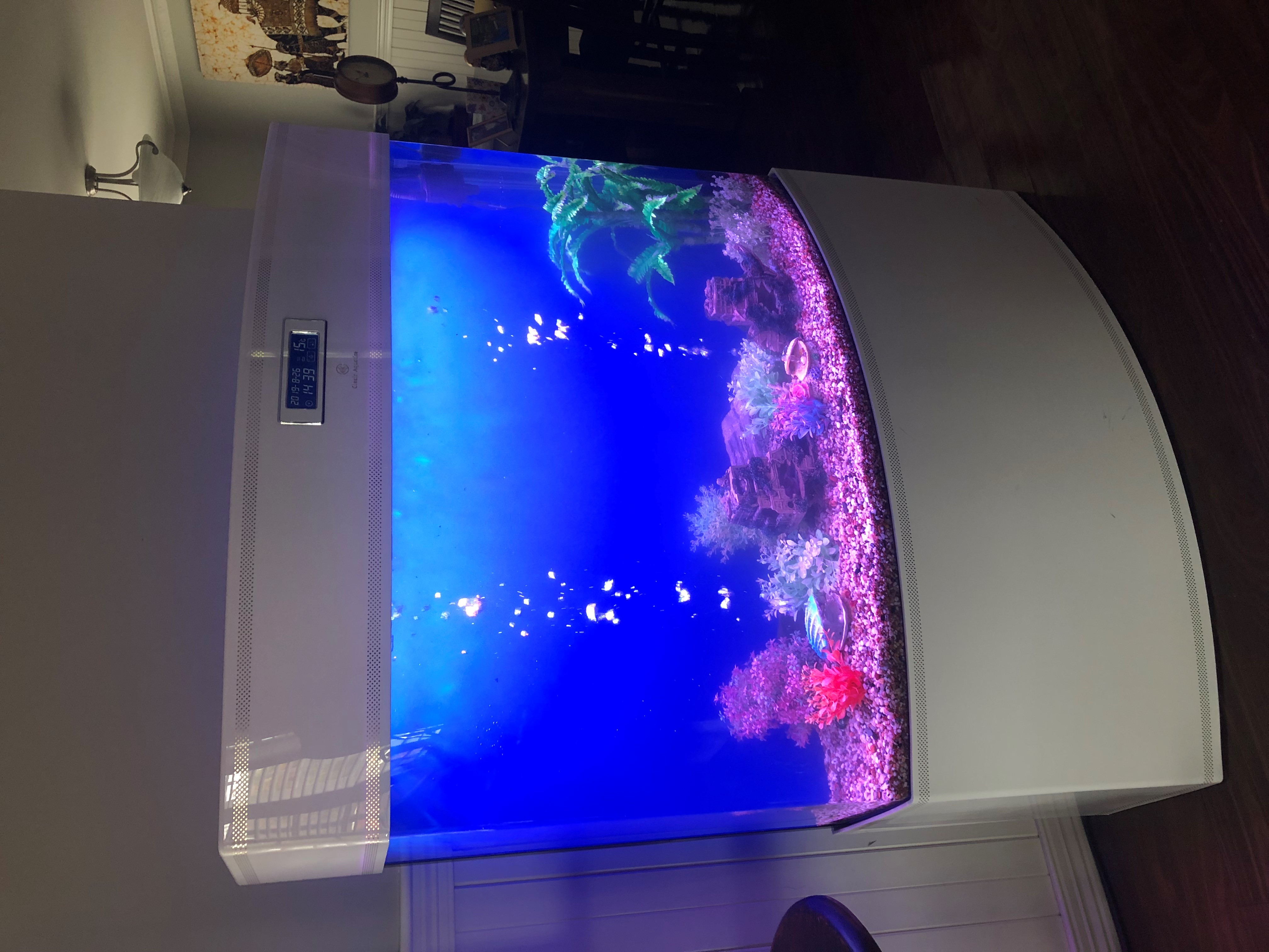 Aquarium Cleaning Sydney NSW Clearview Aquarium Services