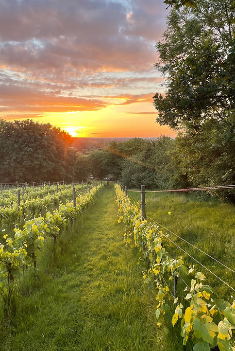 Vinelines facing a sunset 