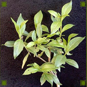 Henna plant