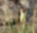 Belette.png