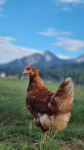 WhatsApp Image 2026-04-18 at 15.13.26.jpeg