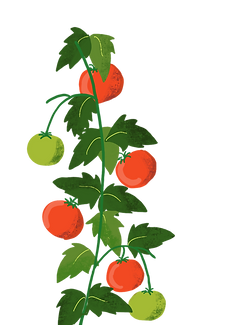 tomatos.png