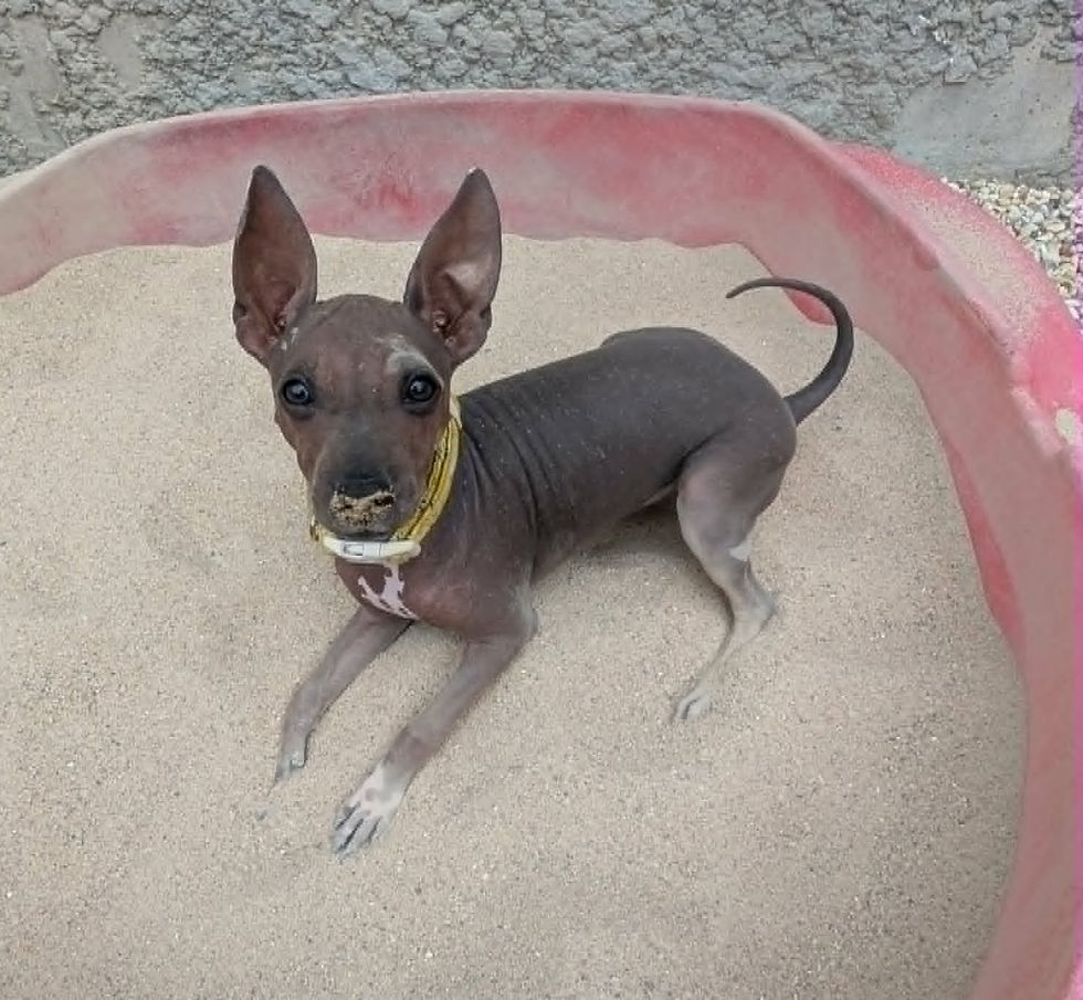 kis_sand